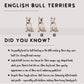 English Bull Terriers - Build-Your-Own