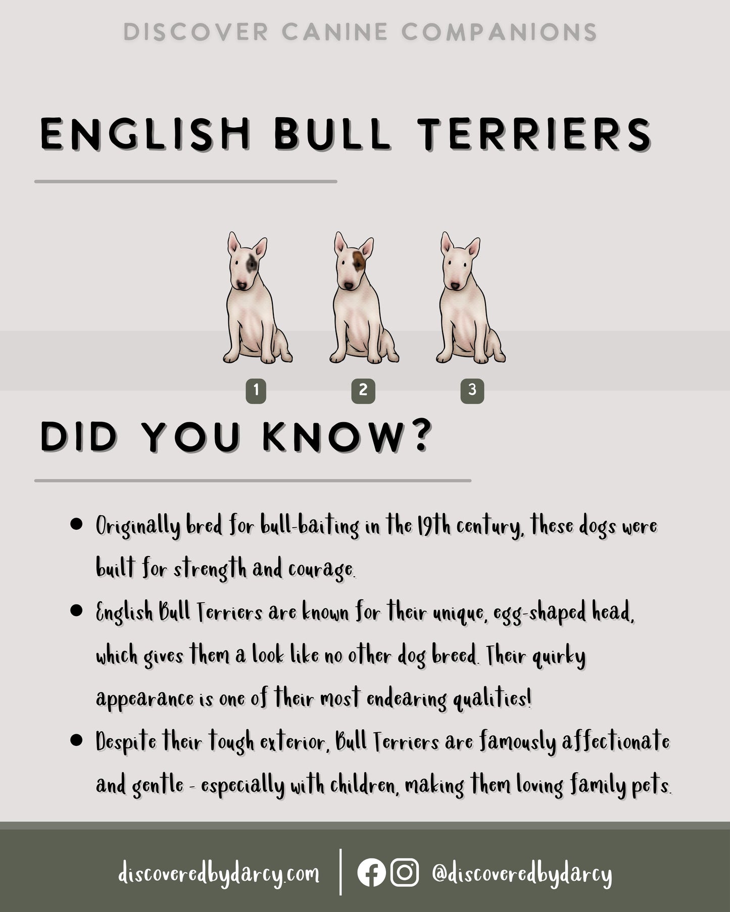 English Bull Terriers - Build-Your-Own