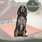 Coon Hounds - Build-Your-Own