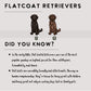 Flatcoat Retrievers - Build-Your-Own