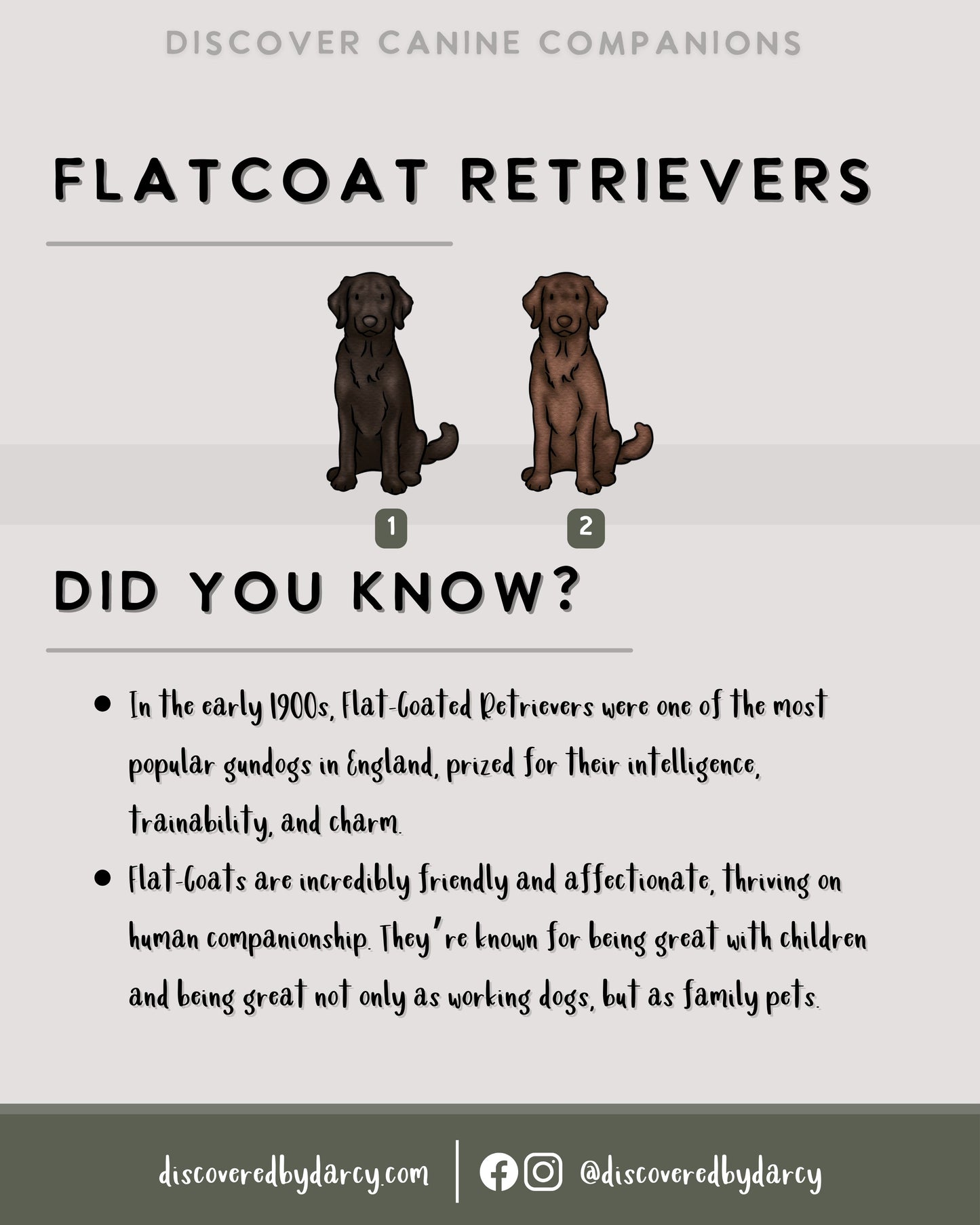 Flatcoat Retrievers - Build-Your-Own