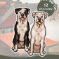 American Bulldogs - Build-Your-Own