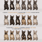 French Bulldogs - Build-Your-Own