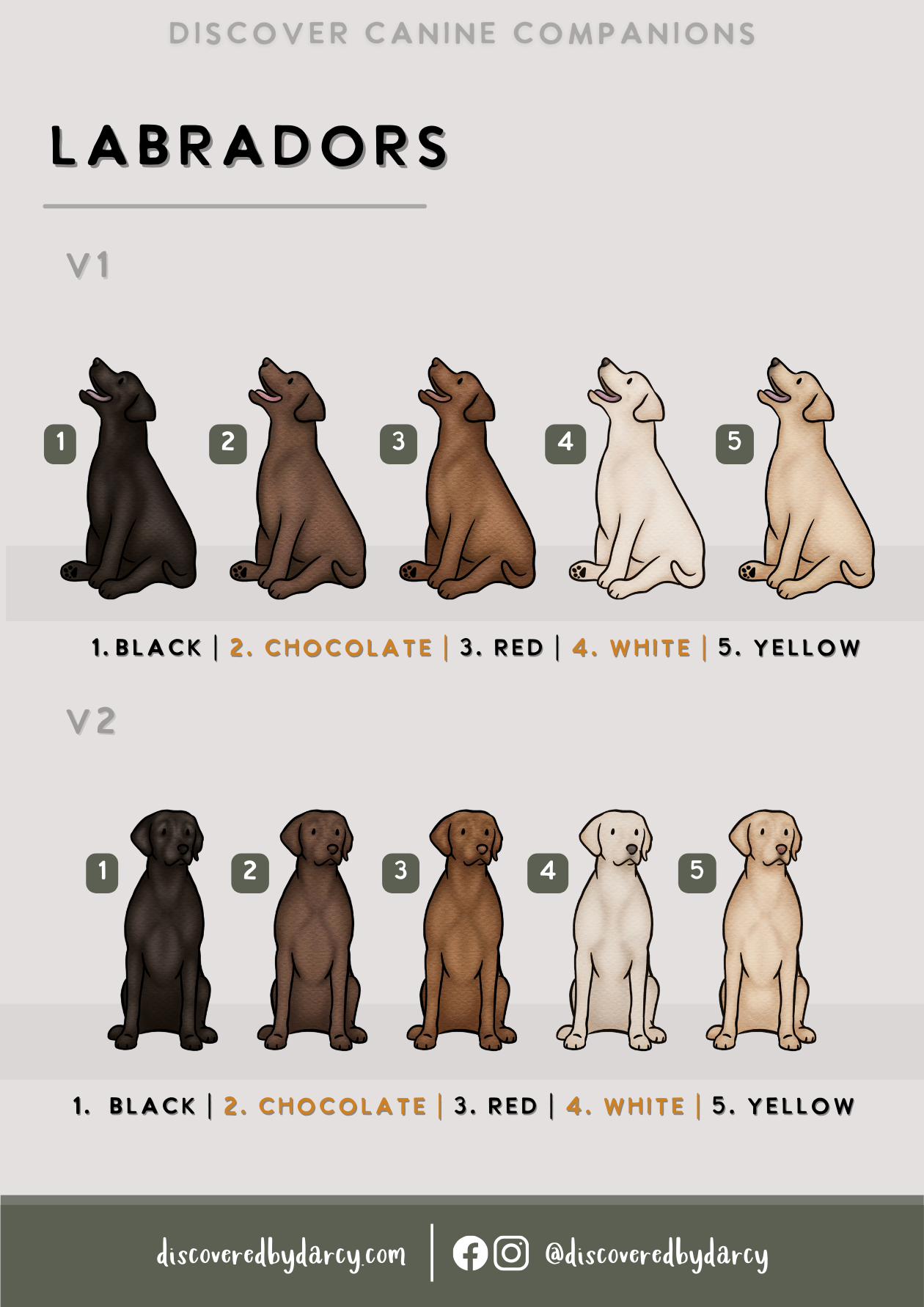 Labradors - Build-Your-Own