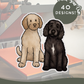 Doodles - Build-Your-Own