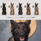 Malinois - Build-Your-Own