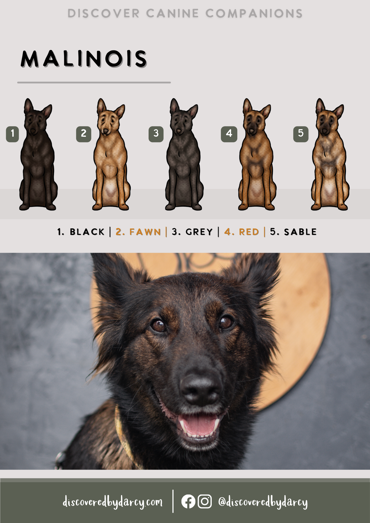 Malinois - Build-Your-Own