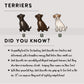 Jack Russel Terriers - Build-Your-Own