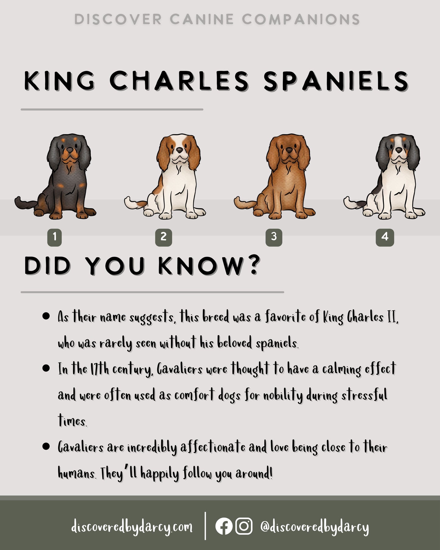 King Charles Spaniels - Build-Your-Own