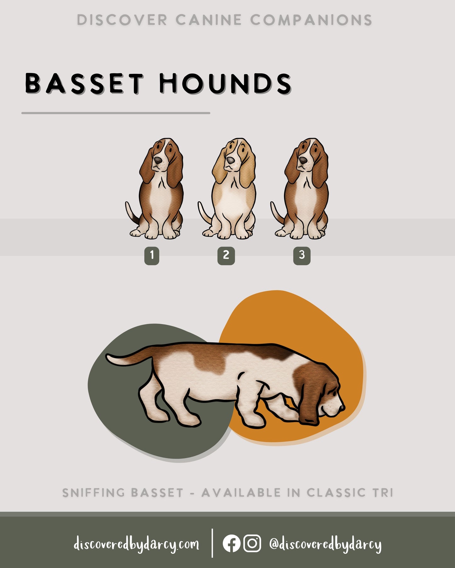 Basset Hounds - Build-Your-Own