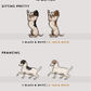 Jack Russel Terriers - Build-Your-Own