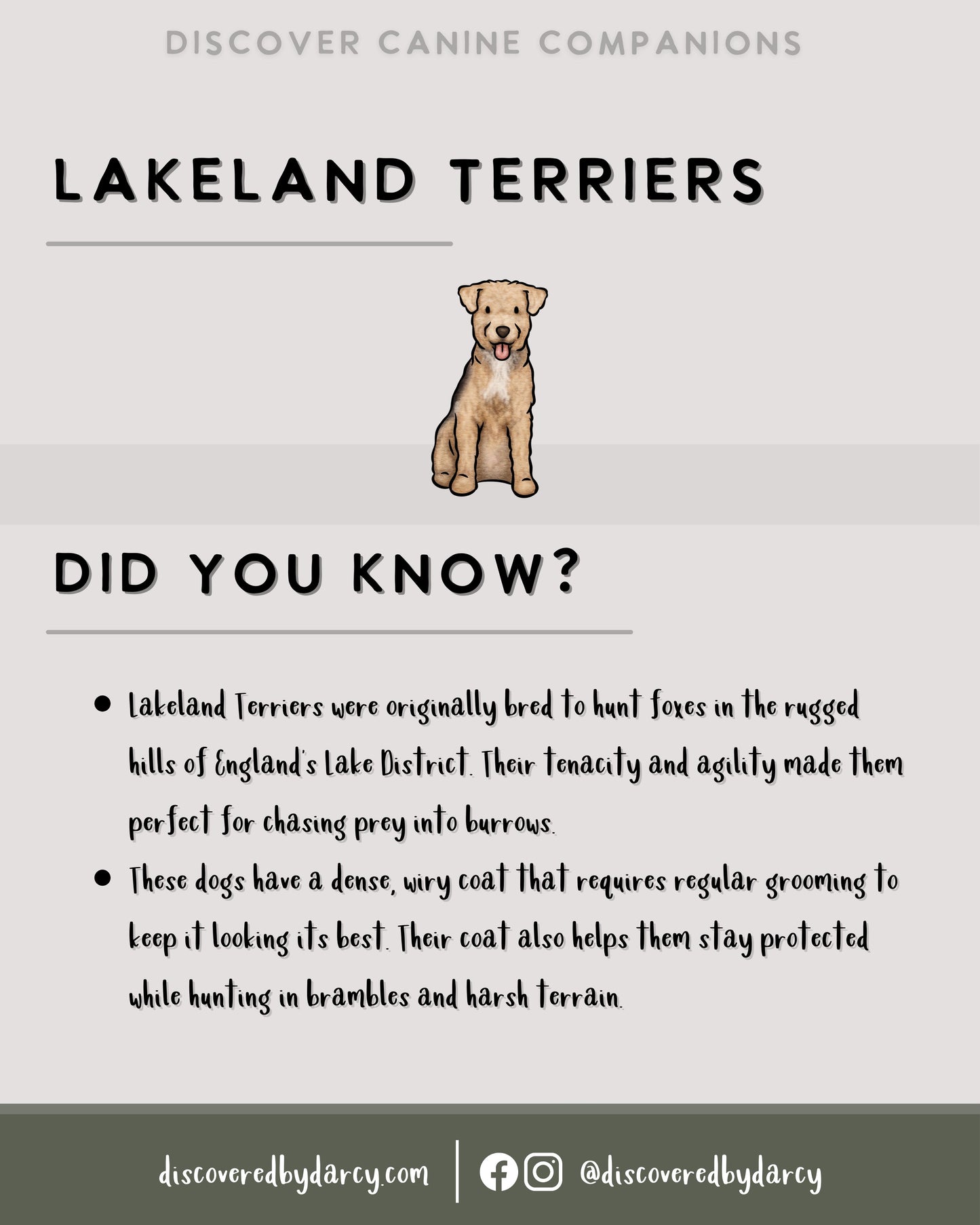 Lakeland Terriers - Build-Your-Own