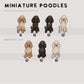 Miniature Poodles - Build-Your-Own