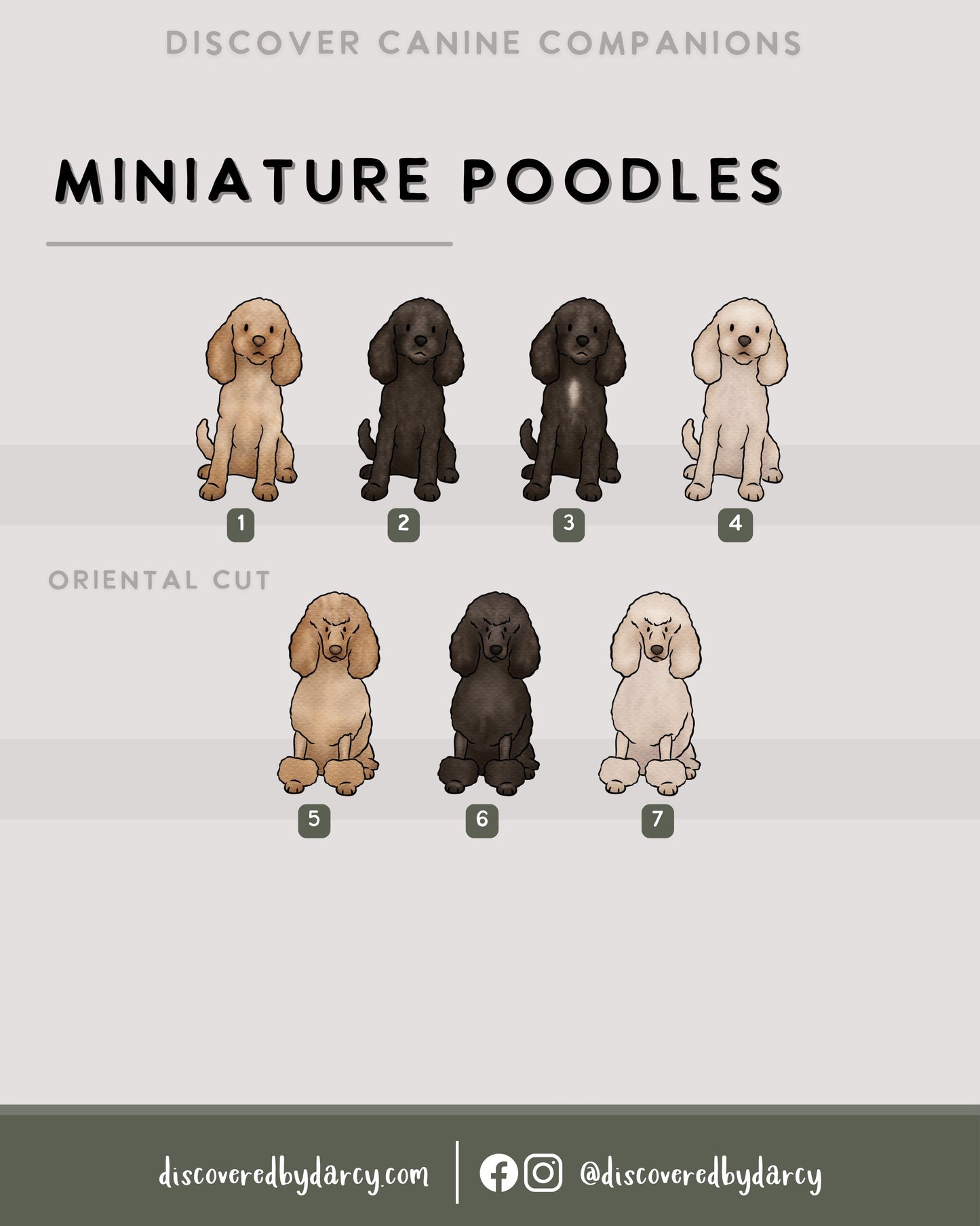 Miniature Poodles - Build-Your-Own