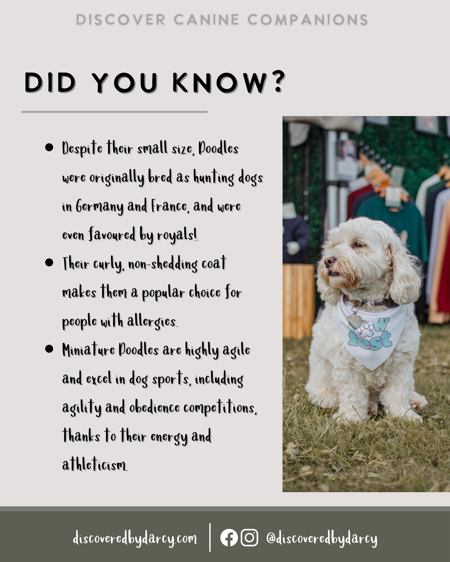 Miniature Poodles - Build-Your-Own