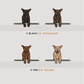 Labradors - Build-Your-Own