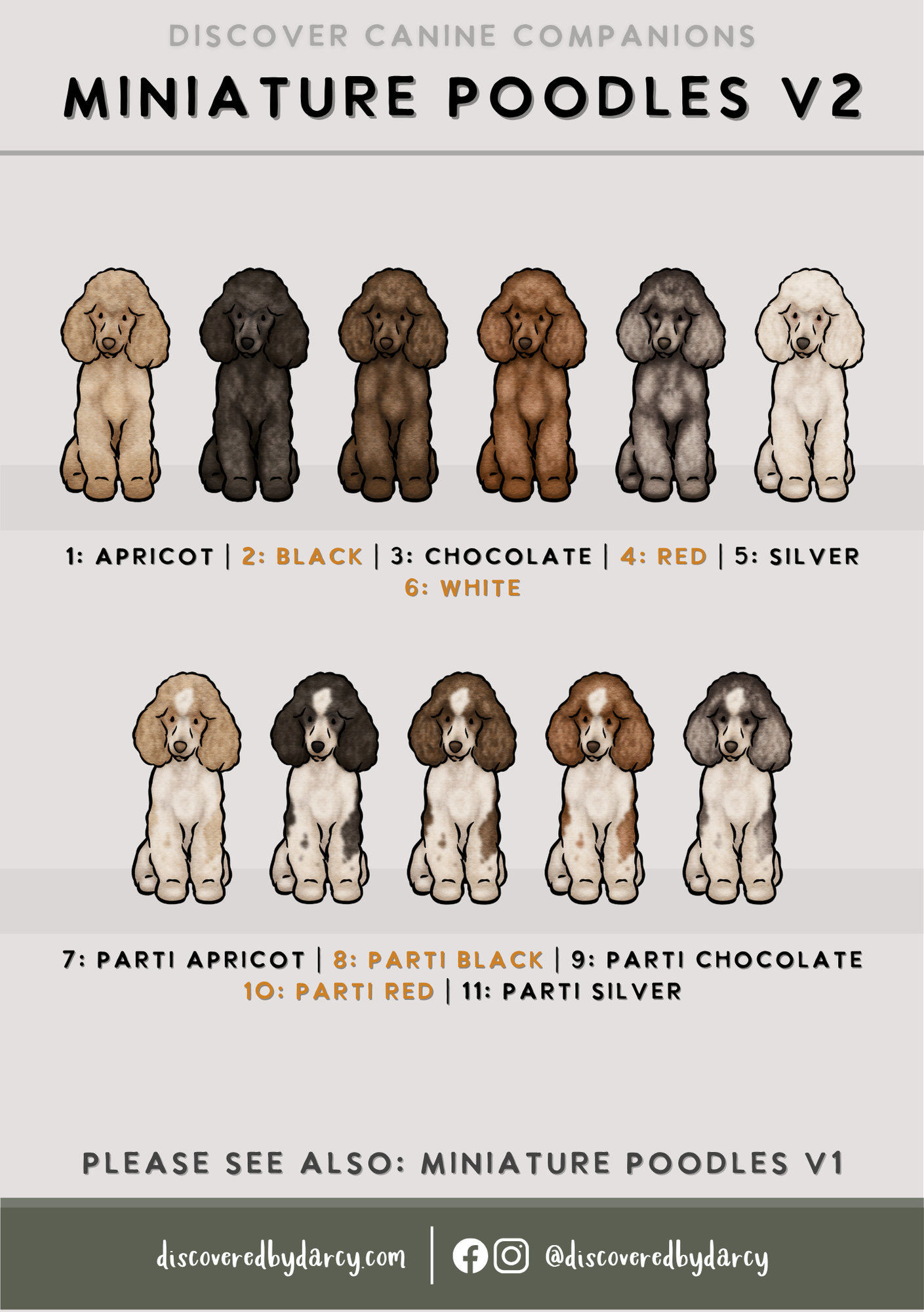 Miniature Poodles - Build-Your-Own