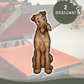 Irish Terriers - Build-Your-Own