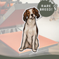 Kooikerhondjes - Build-Your-Own