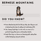 Bernese Mountain Dogs - Build-Your-Own