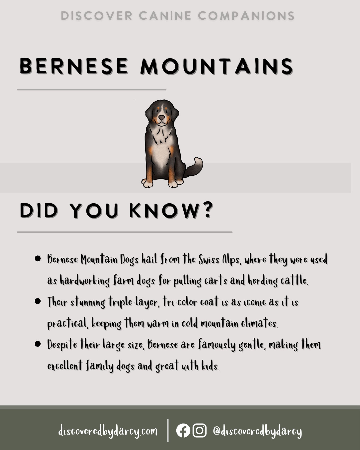 Bernese Mountain Dogs - Build-Your-Own