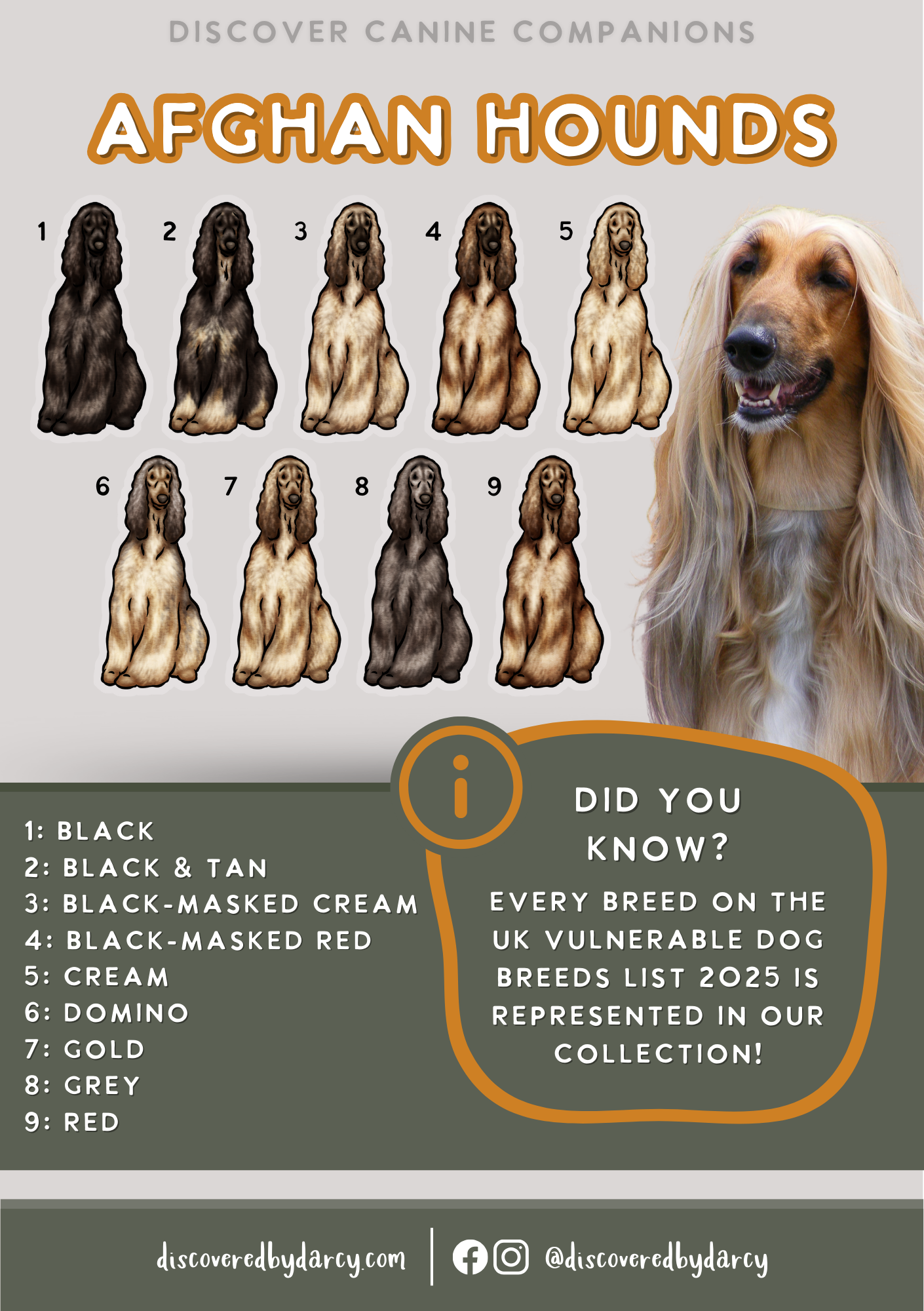Afghan Hounds - Build-Your-Own