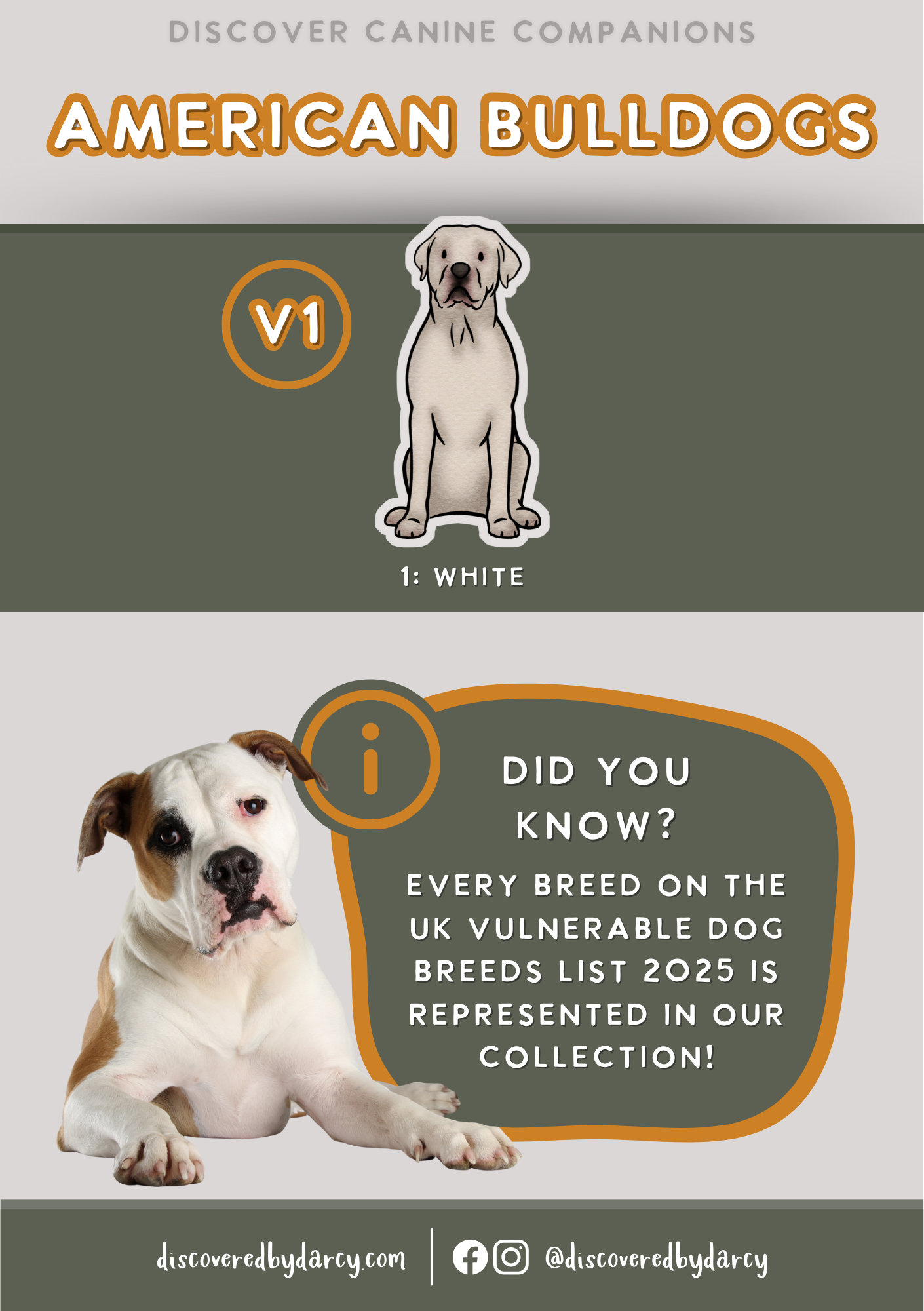 American Bulldogs - Build-Your-Own