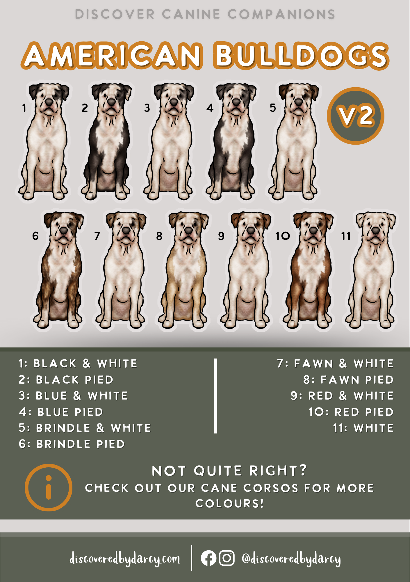 American Bulldogs - Build-Your-Own