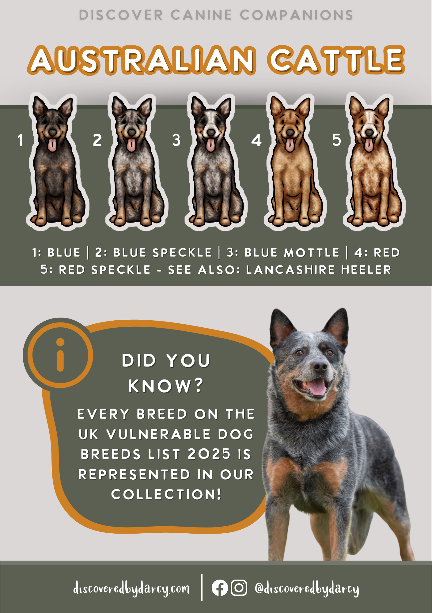 Australian Cattle Dogs - Build-Your-Own