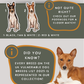 Basenjis - Build-Your-Own