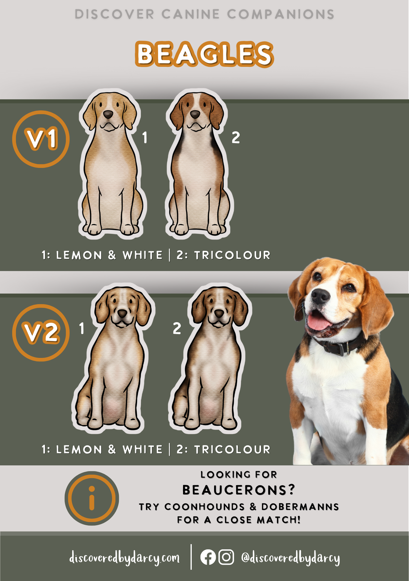 Beagles - Build-Your-Own