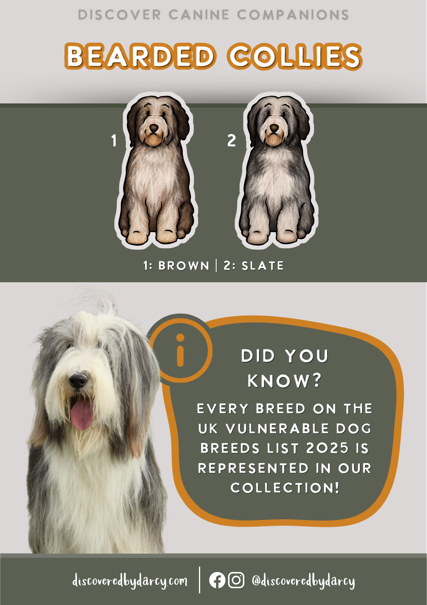 Bearded Collies - Build-Your-Own