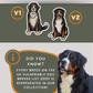 Bernese Mountain Dogs - Build-Your-Own