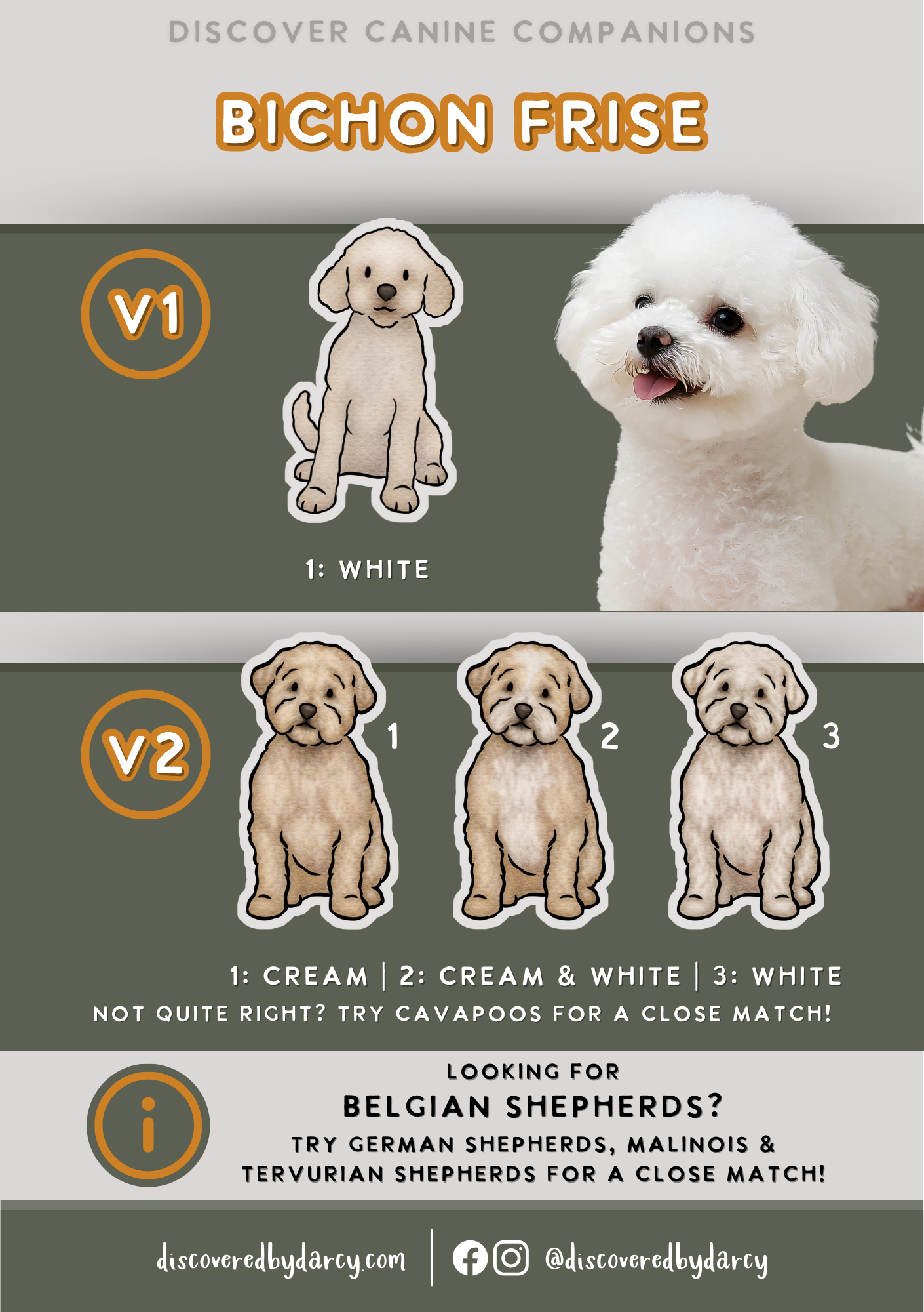Bichon Frise - Build-Your-Own