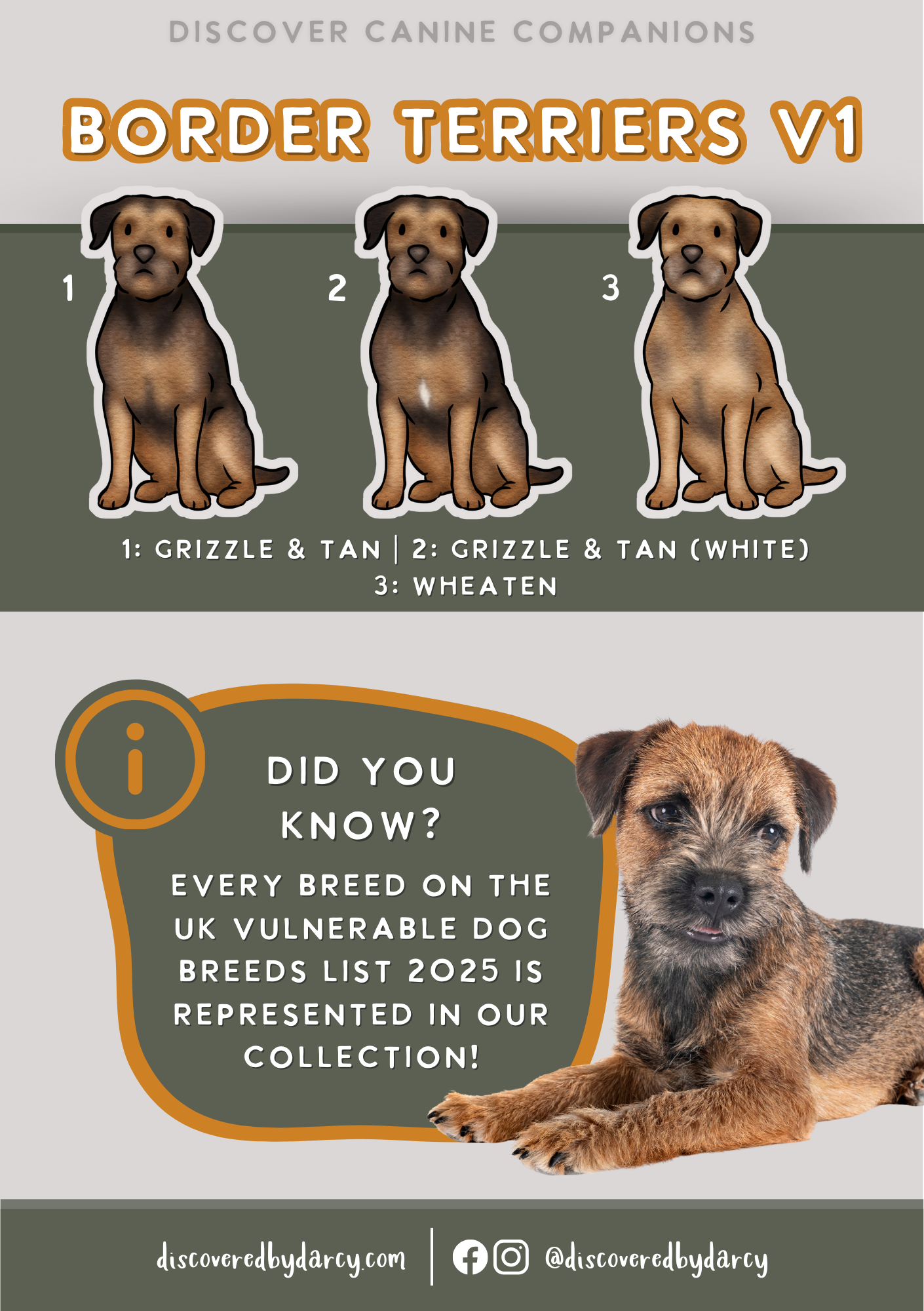 Border Terriers - Build-Your-Own