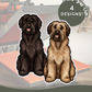 Bouvier Des Flandres - Build-Your-Own