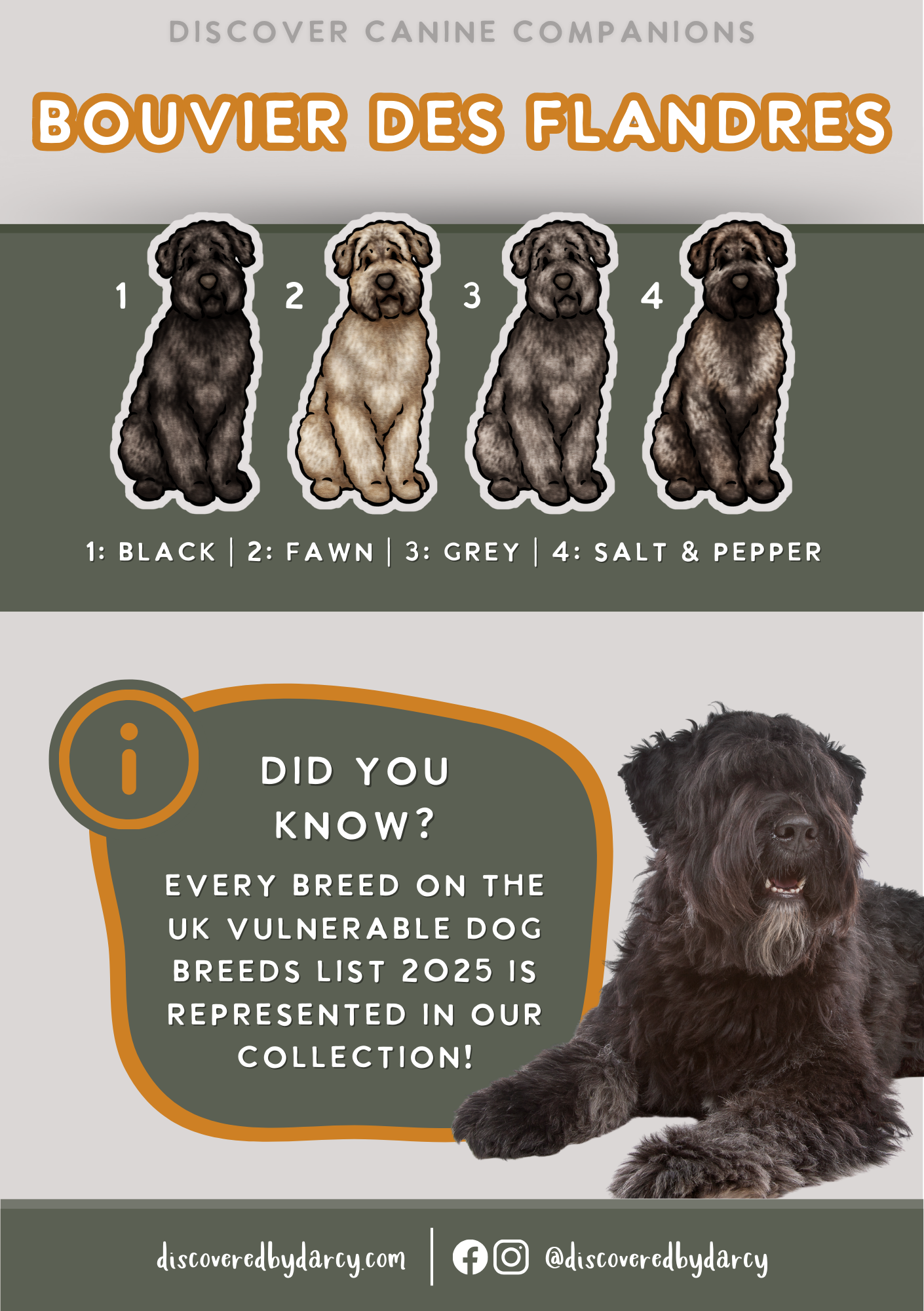 Bouvier Des Flandres - Build-Your-Own