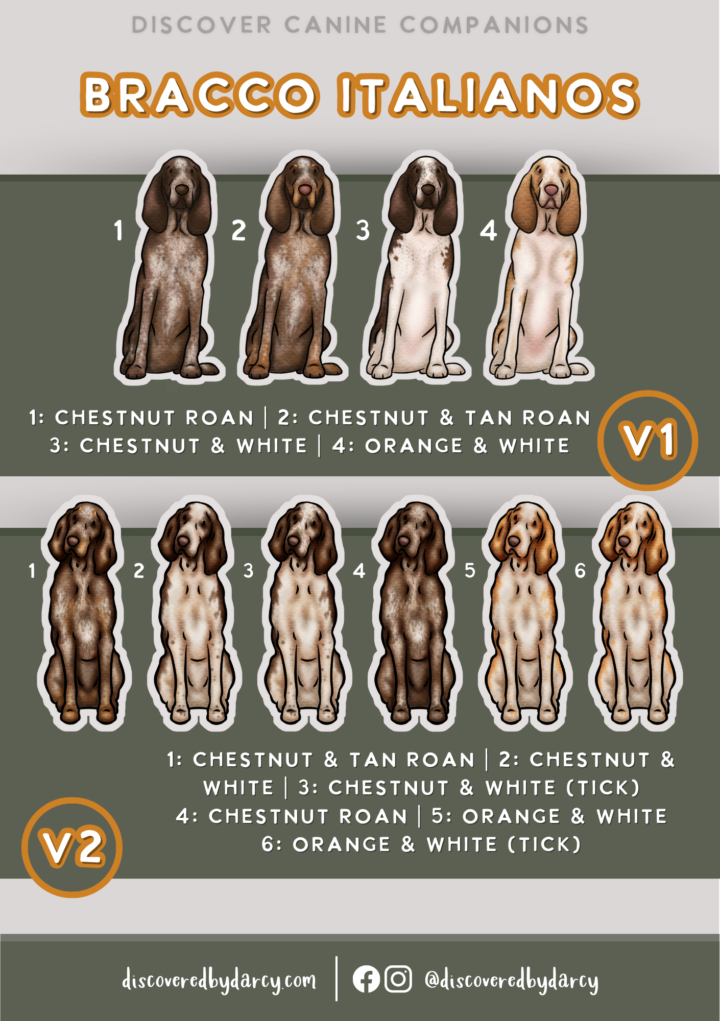 Bracco Italianos - Build-Your-Own