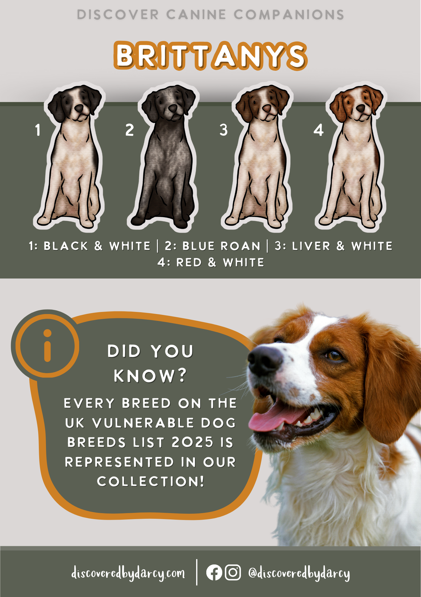 Brittanys - Build-Your-Own