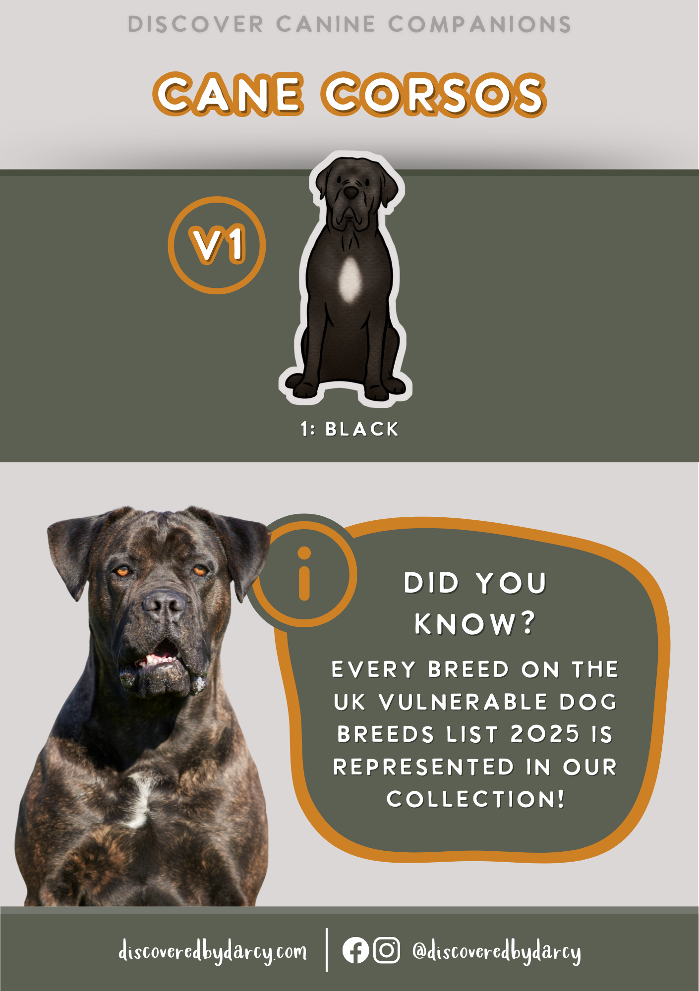 Cane Corsos - Build-Your-Own