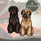 Catalan Sheepdogs - Build-Your-Own