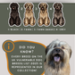 Catalan Sheepdogs - Build-Your-Own
