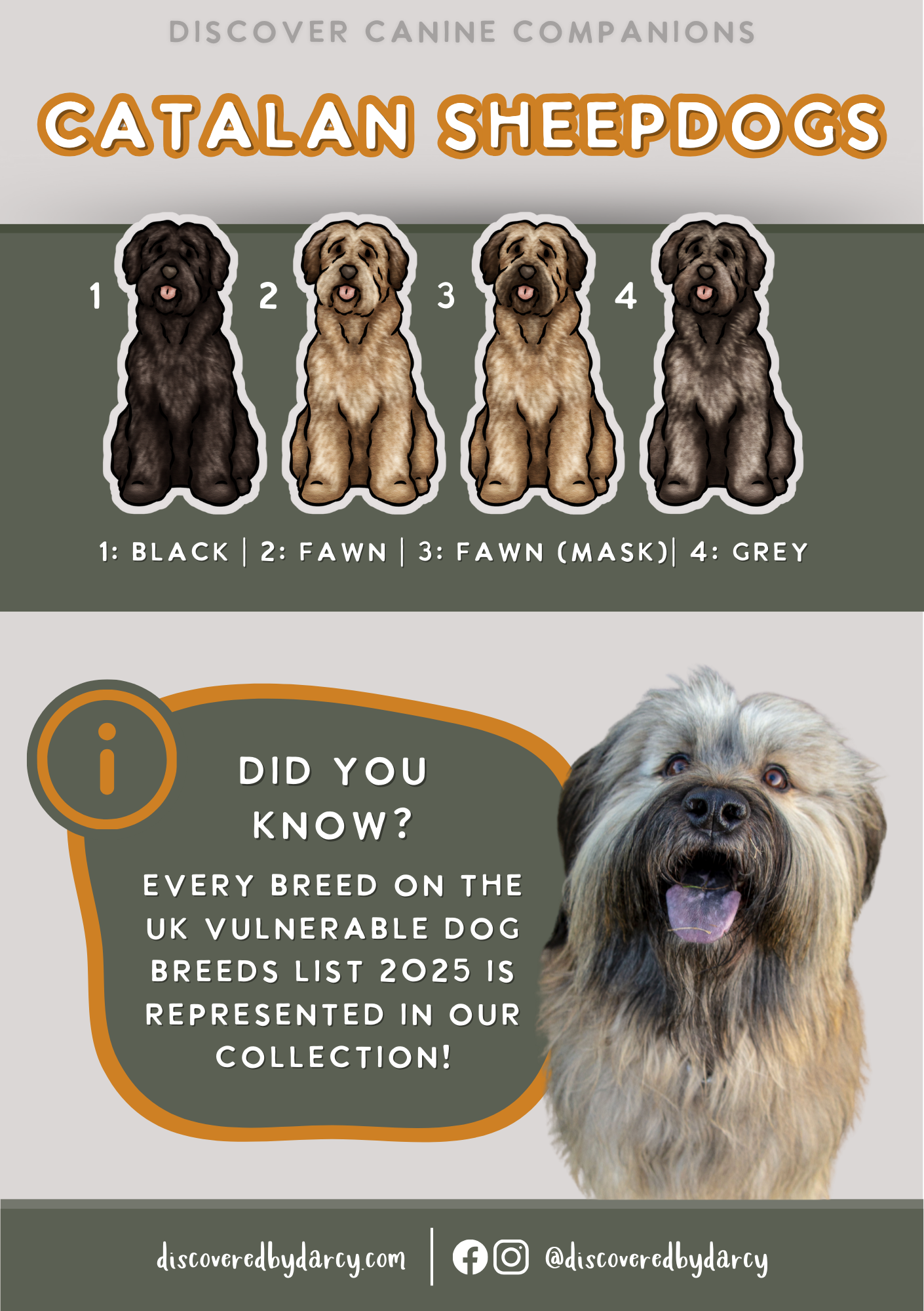 Catalan Sheepdogs - Build-Your-Own