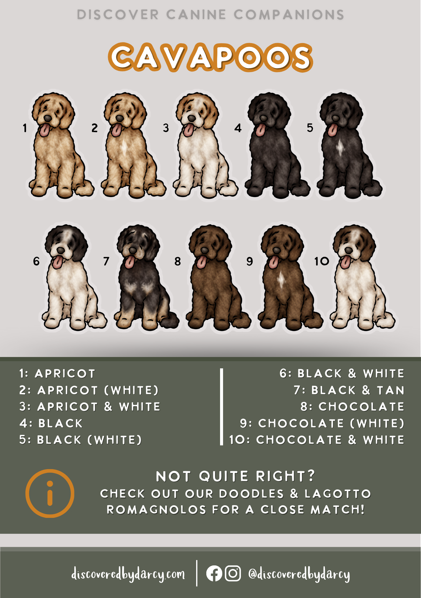 Cavapoos - Build-Your-Own