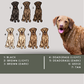Chesapeake Bay Retrievers - Build-Your-Own