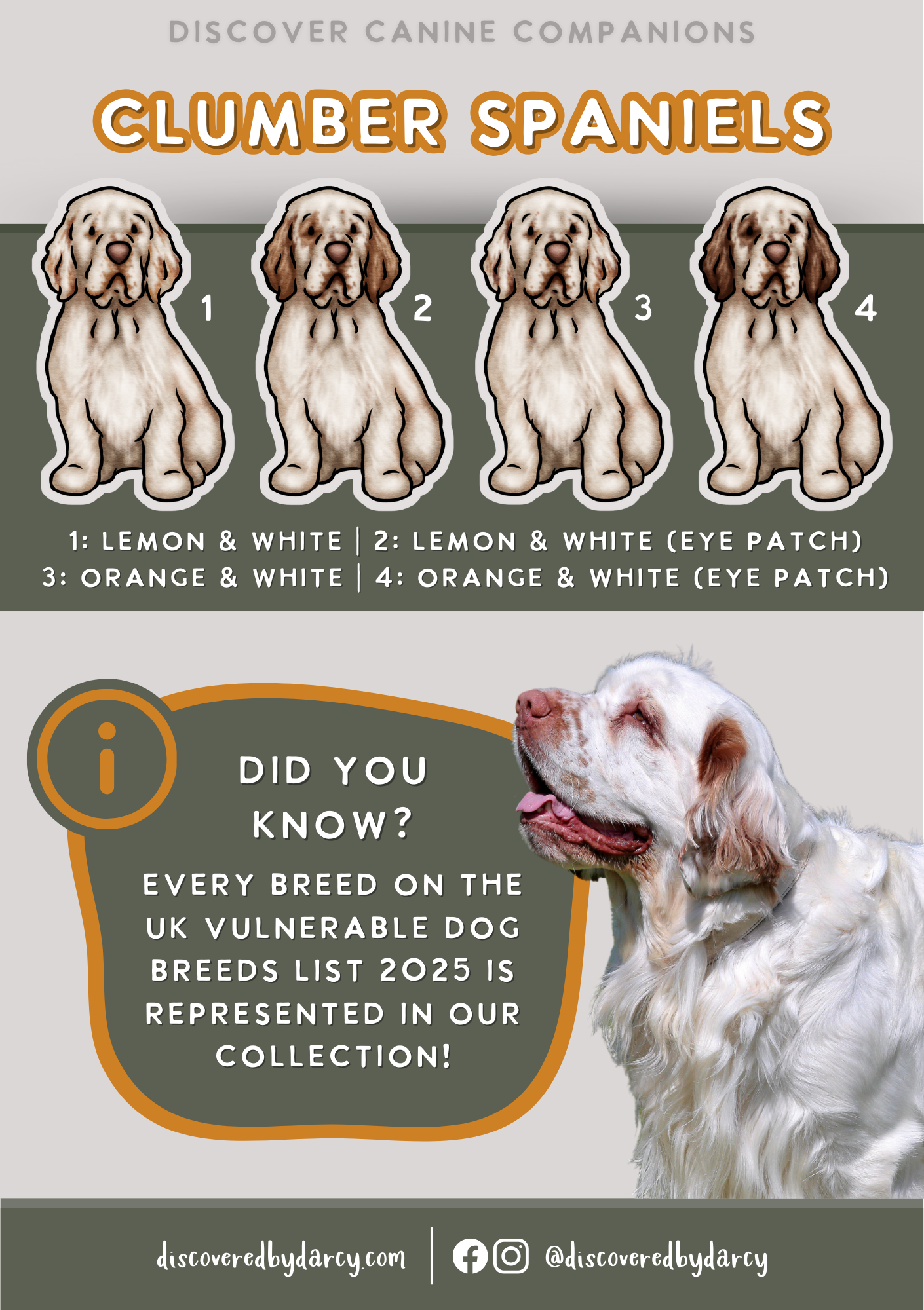 Clumber Spaniels - Build-Your-Own