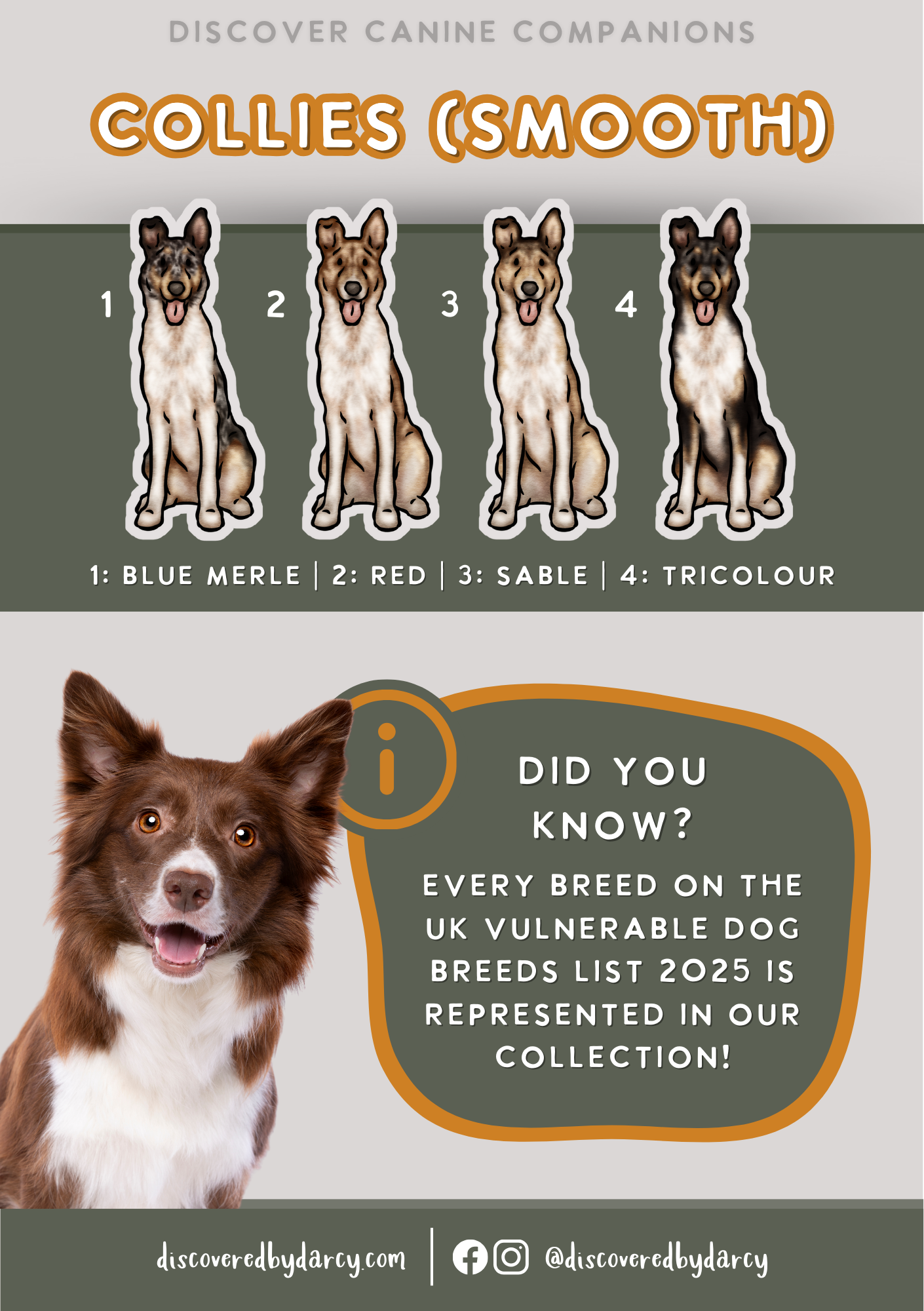 Collies (Smooth) - Build-Your-Own