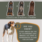 Coon Hounds - Build-Your-Own
