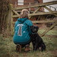 Labradors - Build-Your-Own