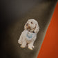 Bichon Frise - Build-Your-Own